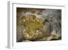 Nile Crocodile-Jon Hicks-Framed Photographic Print