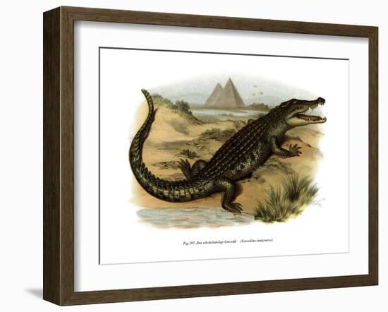 Nile Crocodile-null-Framed Giclee Print