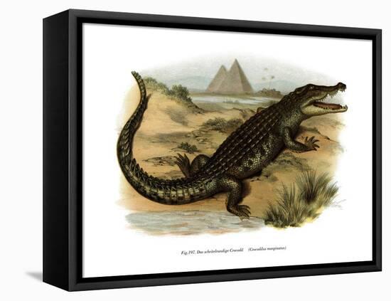 Nile Crocodile-null-Framed Stretched Canvas