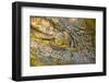 Nile Crocodile-Stuart Westmorland-Framed Photographic Print