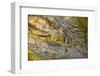 Nile Crocodile-Stuart Westmorland-Framed Photographic Print