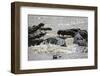 Nile Crocodiles Feeding on Wildebeest Kill-Paul Souders-Framed Photographic Print