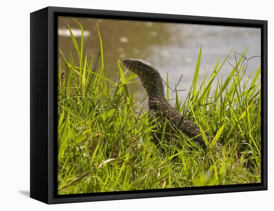 Nile Monitor Lizard (Varanus Nicolitus), Masai Mara National Reserve, Kenya, East Africa, Africa-Sergio Pitamitz-Framed Stretched Canvas