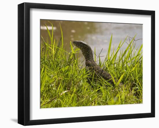 Nile Monitor Lizard (Varanus Nicolitus), Masai Mara National Reserve, Kenya, East Africa, Africa-Sergio Pitamitz-Framed Photographic Print