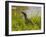 Nile Monitor Lizard (Varanus Nicolitus), Masai Mara National Reserve, Kenya, East Africa, Africa-Sergio Pitamitz-Framed Photographic Print