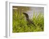 Nile Monitor Lizard (Varanus Nicolitus), Masai Mara National Reserve, Kenya, East Africa, Africa-Sergio Pitamitz-Framed Photographic Print