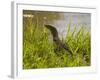 Nile Monitor Lizard (Varanus Nicolitus), Masai Mara National Reserve, Kenya, East Africa, Africa-Sergio Pitamitz-Framed Photographic Print