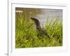 Nile Monitor Lizard (Varanus Nicolitus), Masai Mara National Reserve, Kenya, East Africa, Africa-Sergio Pitamitz-Framed Photographic Print