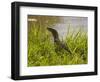 Nile Monitor Lizard (Varanus Nicolitus), Masai Mara National Reserve, Kenya, East Africa, Africa-Sergio Pitamitz-Framed Photographic Print