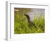 Nile Monitor Lizard (Varanus Nicolitus), Masai Mara National Reserve, Kenya, East Africa, Africa-Sergio Pitamitz-Framed Photographic Print