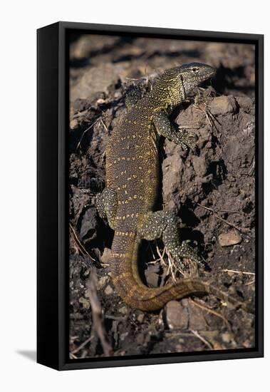 Nile Monitor Lizard-Paul Souders-Framed Stretched Canvas