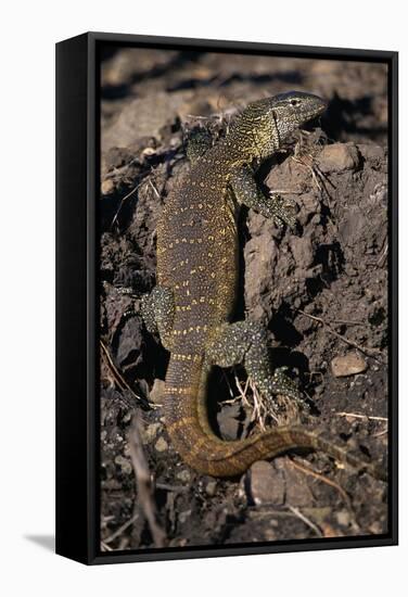 Nile Monitor Lizard-Paul Souders-Framed Stretched Canvas