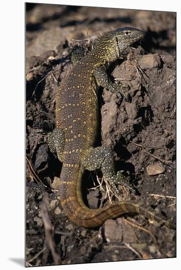 Nile Monitor Lizard-Paul Souders-Mounted Premium Photographic Print