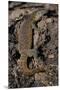 Nile Monitor Lizard-Paul Souders-Mounted Premium Photographic Print