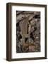 Nile Monitor Lizard-Paul Souders-Framed Photographic Print