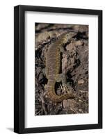 Nile Monitor Lizard-Paul Souders-Framed Photographic Print