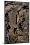 Nile Monitor Lizard-Paul Souders-Mounted Photographic Print
