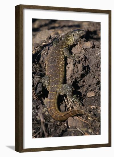 Nile Monitor Lizard-Paul Souders-Framed Photographic Print