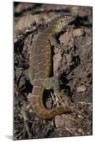 Nile Monitor Lizard-Paul Souders-Mounted Photographic Print