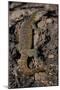 Nile Monitor Lizard-Paul Souders-Mounted Photographic Print