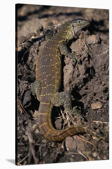 Nile Monitor Lizard-Paul Souders-Stretched Canvas