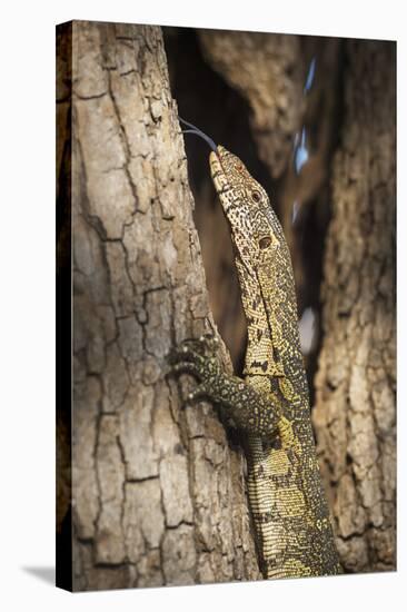 Nile Monitor (Varanus Niloticus), Zambia, Africa-Janette Hill-Stretched Canvas