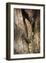 Nile Monitor (Varanus Niloticus), Zambia, Africa-Janette Hill-Framed Premium Photographic Print