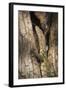 Nile Monitor (Varanus Niloticus), Zambia, Africa-Janette Hill-Framed Premium Photographic Print