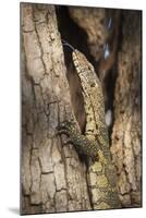 Nile Monitor (Varanus Niloticus), Zambia, Africa-Janette Hill-Mounted Premium Photographic Print