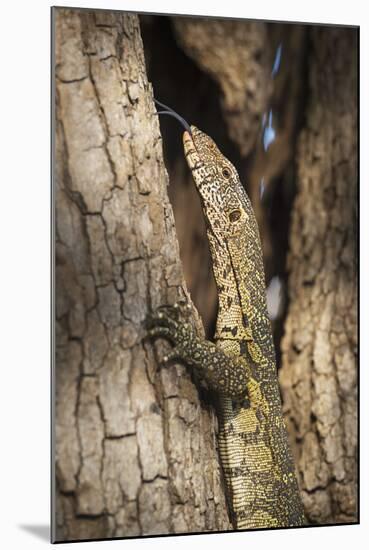 Nile Monitor (Varanus Niloticus), Zambia, Africa-Janette Hill-Mounted Premium Photographic Print