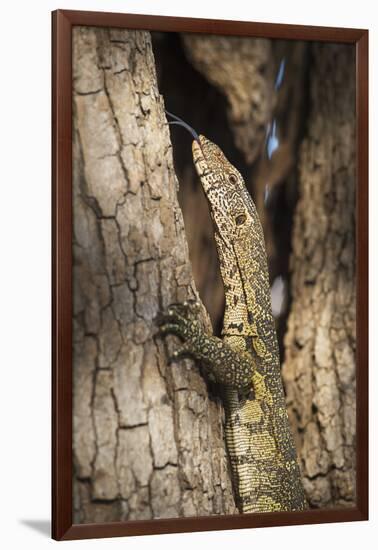 Nile Monitor (Varanus Niloticus), Zambia, Africa-Janette Hill-Framed Photographic Print