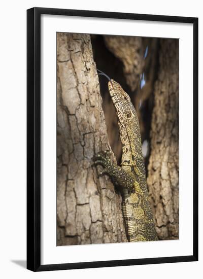 Nile Monitor (Varanus Niloticus), Zambia, Africa-Janette Hill-Framed Photographic Print