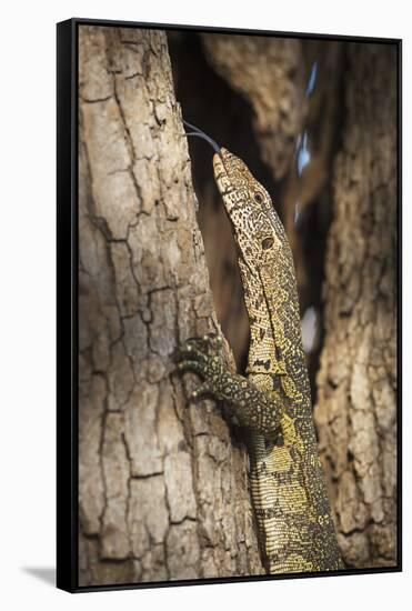 Nile Monitor (Varanus Niloticus), Zambia, Africa-Janette Hill-Framed Stretched Canvas