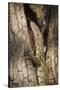 Nile Monitor (Varanus Niloticus), Zambia, Africa-Janette Hill-Stretched Canvas