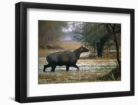 Nilgai - Blue Bull (Boselaphus Tragocamelus) Wading Through Lake, Keoladeo Ghana Np, Bharatpur-Pete Oxford-Framed Photographic Print