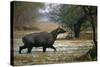 Nilgai - Blue Bull (Boselaphus Tragocamelus) Wading Through Lake, Keoladeo Ghana Np, Bharatpur-Pete Oxford-Stretched Canvas