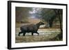 Nilgai - Blue Bull (Boselaphus Tragocamelus) Wading Through Lake, Keoladeo Ghana Np, Bharatpur-Pete Oxford-Framed Photographic Print