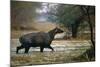 Nilgai - Blue Bull (Boselaphus Tragocamelus) Wading Through Lake, Keoladeo Ghana Np, Bharatpur-Pete Oxford-Mounted Photographic Print