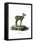 Nilgai-null-Framed Stretched Canvas