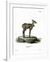 Nilgai-null-Framed Giclee Print