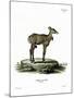 Nilgai-null-Mounted Giclee Print