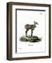 Nilgai-null-Framed Premium Giclee Print