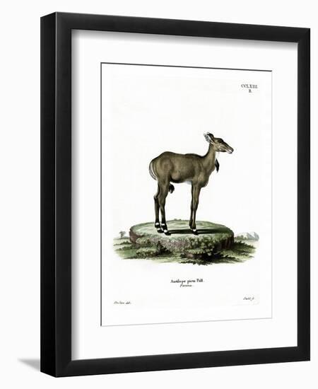 Nilgai-null-Framed Premium Giclee Print