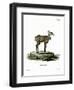 Nilgai-null-Framed Premium Giclee Print