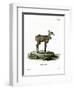 Nilgai-null-Framed Premium Giclee Print