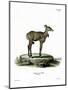 Nilgai-null-Mounted Premium Giclee Print