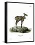 Nilgai-null-Framed Stretched Canvas