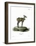 Nilgai-null-Framed Giclee Print