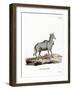 Nilgai-null-Framed Giclee Print