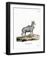 Nilgai-null-Framed Giclee Print